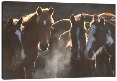Domestic Horse Herd At Annual Round-Up, Backlit, Ecuador Canvas Art Print - Pete Oxford