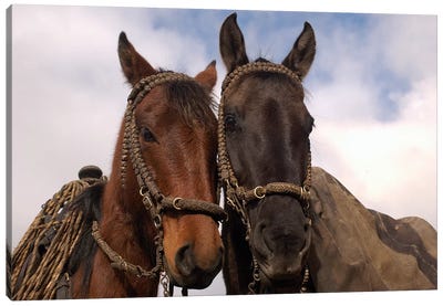 Domestic Horse Pair Belonging To Chagra Cowboys At The Hacienda Yanahurco In The Andes Mountains, Ecuador Canvas Art Print - Pete Oxford