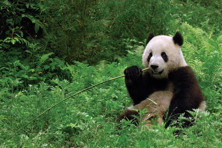 panda sitting and eating