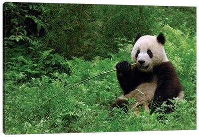 Giant Panda Sitting In Vegetation Eating Bamboo, Wolong National Nature Reserve, Wenchuan County, Sichuan Province Canvas Art Print - Pete Oxford