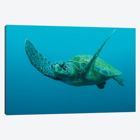 Green Sea Turtle Swimming, Galapagos Islands, Ecuador Canvas Print #POX23} by Pete Oxford Canvas Print