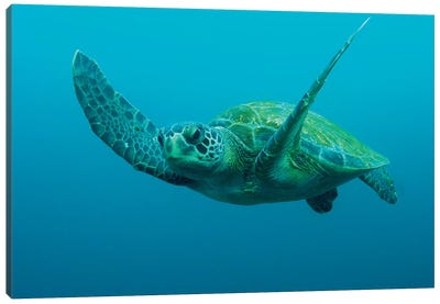 Green Sea Turtle Swimming, Galapagos Islands, Ecuador Canvas Art Print - Pete Oxford