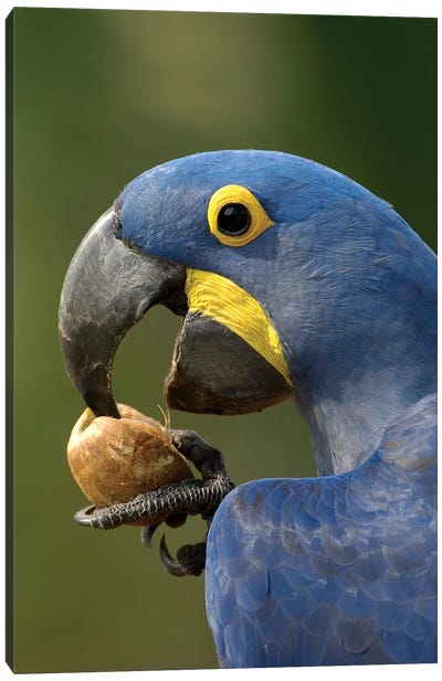 Hyacinth Macaw In Cerrado Habitat Cracking Open A Piassava Palm Nut To Drink The Milk, Brazil Canvas Art Print - Pete Oxford