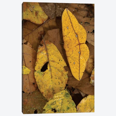 Close-Up Of Imperial Moth Camouflaged In Rainforest Leaf Litter, Yasuni National Park, Ecuador Canvas Print #POX25} by Pete Oxford Canvas Wall Art