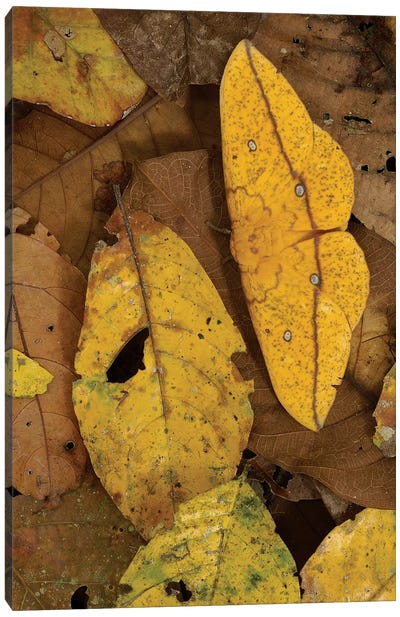 Close-Up Of Imperial Moth Camouflaged In Rainforest Leaf Litter, Yasuni National Park, Ecuador Canvas Art Print - Pete Oxford