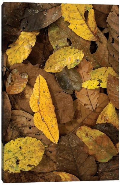 Imperial Moth Camouflaged In Rainforest Leaf Litter, Yasuni National Park, Ecuador Canvas Art Print - Pete Oxford