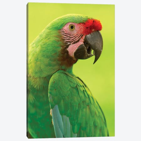 Military Macaw Portrait, Amazon Rainforest, Ecuador Canvas Print #POX27} by Pete Oxford Canvas Art