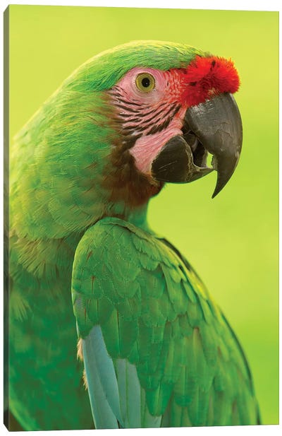 Military Macaw Portrait, Amazon Rainforest, Ecuador Canvas Art Print - Pete Oxford