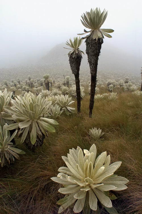 Paramo Flower In Paramo Habitat, Endemic Species, Paramo, El Angel Reserve, Northeastern Ecuador II by Pete Oxford wall art