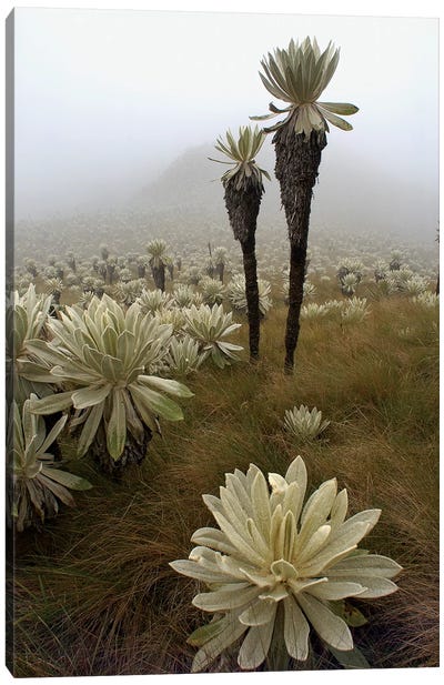Paramo Flower In Paramo Habitat, Endemic Species, Paramo, El Angel Reserve, Northeastern Ecuador II Canvas Art Print - Pete Oxford