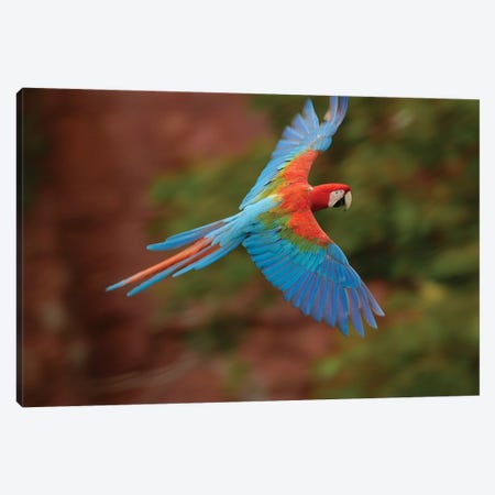 Red And Green Macaw Flying, Cerrado Habitat, Mato Grosso Do Sul, Brazil Canvas Print #POX31} by Pete Oxford Canvas Wall Art