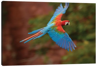 Red And Green Macaw Flying, Cerrado Habitat, Mato Grosso Do Sul, Brazil Canvas Art Print - Pete Oxford