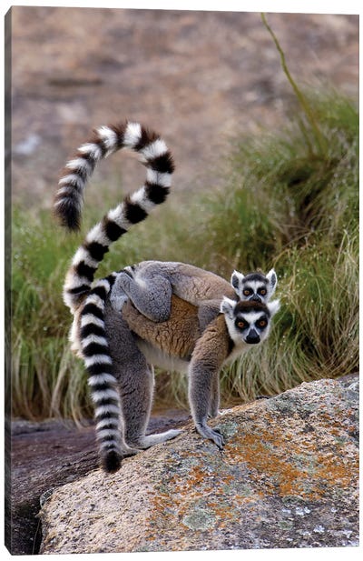 Ring-Tailed Lemur Mother And Young, Vulnerable, Near Andringitra Mountains, South Central Madagascar Canvas Art Print - Pete Oxford