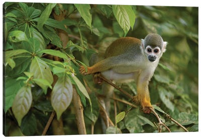 South American Squirrel Monkey In Trees, Amazon Rainforest, Ecuador Canvas Art Print - Pete Oxford