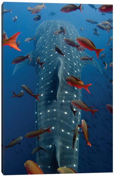 Whale Shark Swimming With Other Tropical Fish, Wolf Island, Galapagos Islands, Ecuador Canvas Art Print - South America Art