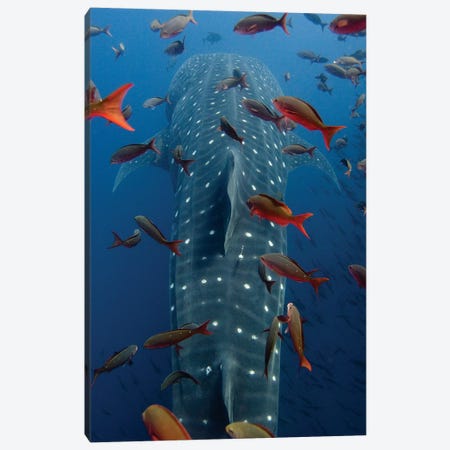 Whale Shark Swimming With Other Tropical Fish, Wolf Island, Galapagos Islands, Ecuador Canvas Print #POX37} by Pete Oxford Art Print