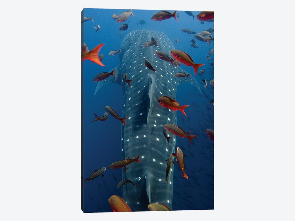 Whale Shark Swimming With Other Tropical Fish, Wolf Island, Galapagos Islands, Ecuador by Pete Oxford 1-piece Canvas Art Print