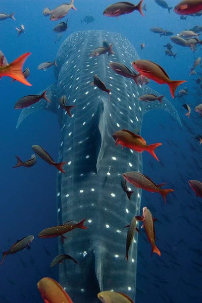 Sharks: Whale Shark Swimming With Other Tropical Fish, Wolf Island, Galapagos Islands, Ecuador by Pete Oxford