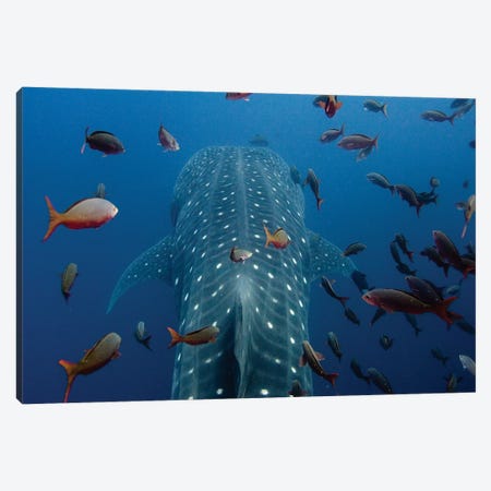 Close-Up Of Whale Shark Swimming With Other Tropical Fish, Wolf Island, Galapagos Islands, Ecuador Canvas Print #POX38} by Pete Oxford Canvas Artwork