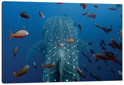 Close-Up Of Whale Shark Swimming With Other Tropical Fish, Wolf Island, Galapagos Islands, Ecuador Canvas Art Print - Pete Oxford