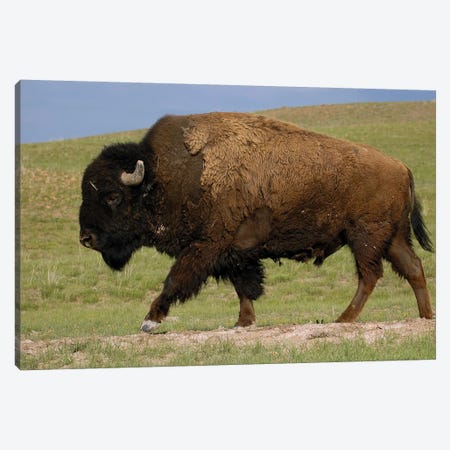 American Bison Male, Durham Ranch, Wyoming Canvas Print #POX3} by Pete Oxford Canvas Artwork