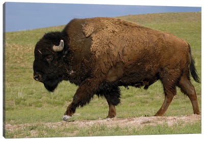 American Bison Male, Durham Ranch, Wyoming Canvas Art Print - Pete Oxford
