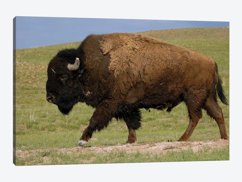 American Bison Male, Durham Ranch, Wyom - Canvas Artwork | Pete Oxford