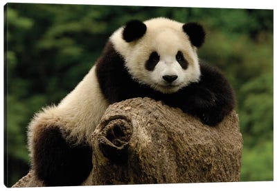Giant Panda Baby, Wolong China Conservation And Research Center For The Giant Panda, Wolong Reserve, Sichuan Province, China Canvas Art Print - Panda Art