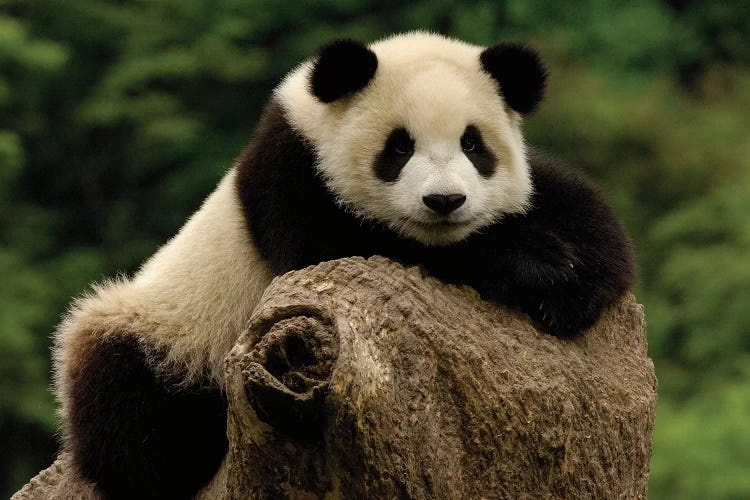 Giant Panda Baby, Wolong China Conservation And Research Center For The Giant Panda, Wolong Reserve, Sichuan Province, China