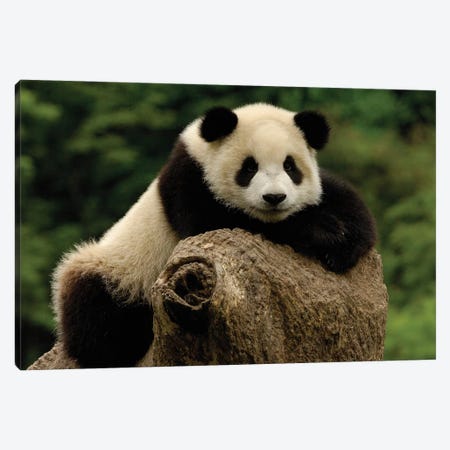Giant Panda Baby, Wolong China Conservation And Research Center For The Giant Panda, Wolong Reserve, Sichuan Province, China Canvas Print #POX40} by Pete Oxford Canvas Art Print
