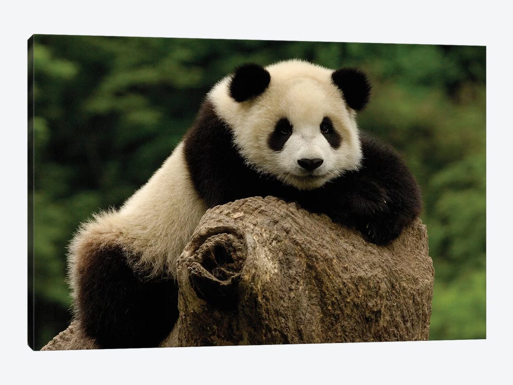 Giant Panda Baby, Wolong China Conservation And Research Center For The Giant Panda, Wolong Reserve, Sichuan Province, China by Pete Oxford 1-piece Art Print