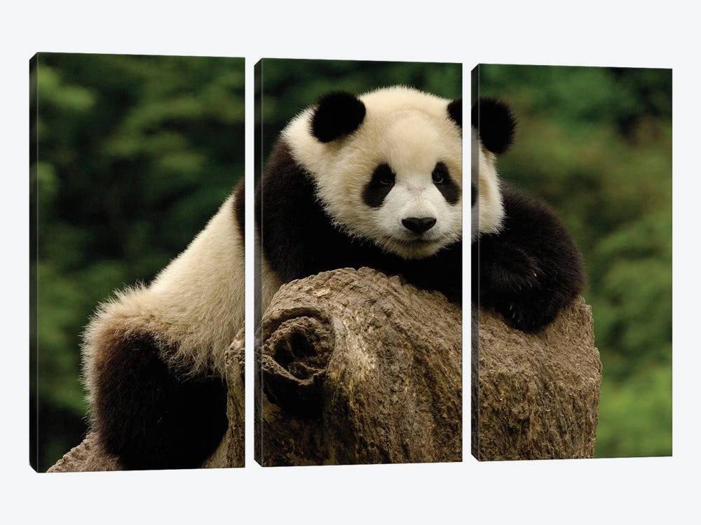 Giant Panda Baby, Wolong China Conservation And Research Center For The Giant Panda, Wolong Reserve, Sichuan Province, China by Pete Oxford 3-piece Canvas Art Print