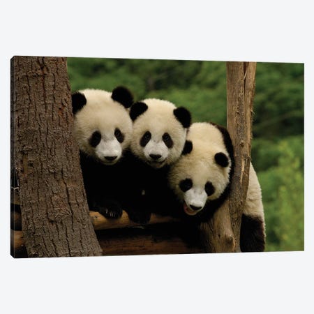 Giant Panda Babies, Wolong China Conservation And Research Center For The Giant Panda, Wolong Reserve, Sichuan Province, China Canvas Print #POX41} by Pete Oxford Canvas Print