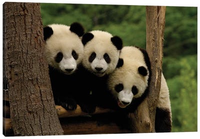 Giant Panda Babies, Wolong China Conservation And Research Center For The Giant Panda, Wolong Reserve, Sichuan Province, China Canvas Art Print - Pete Oxford