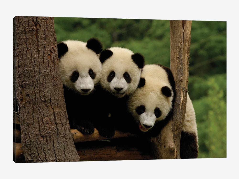 Giant Panda Babies, Wolong China Conservation And Research Center For The Giant Panda, Wolong Reserve, Sichuan Province, China by Pete Oxford 1-piece Canvas Artwork
