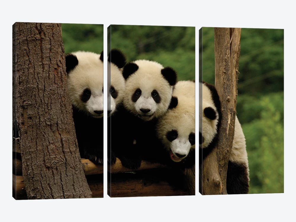 Giant Panda Babies, Wolong China Conservation And Research Center For The Giant Panda, Wolong Reserve, Sichuan Province, China by Pete Oxford 3-piece Canvas Wall Art