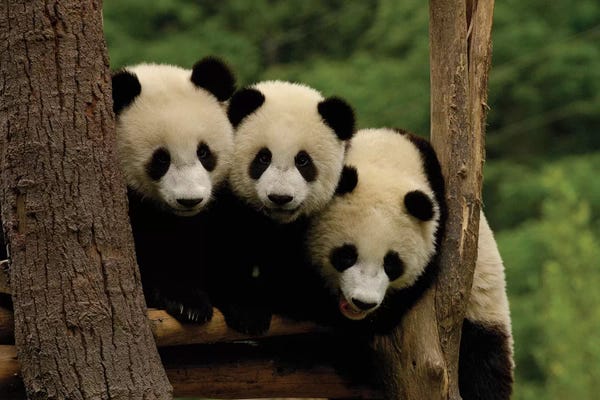 Pandas: Giant Panda Babies, Wolong China Conservation And Research Center For The Giant Panda, Wolong Reserve, Sichuan Province, China by Pete Oxford