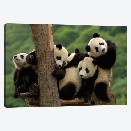 Giant Panda Babies, Wolong China Conservation And Research Center For The Giant Panda, Wolong Reserve, Sichuan Province Canvas Print #POX42} by Pete Oxford Canvas Art Print
