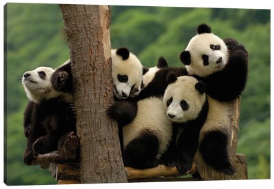 Giant Panda Babies, Wolong China Conservation And Research Center For The Giant Panda, Wolong Reserve, Sichuan Province Canvas Art Print - Panda Art