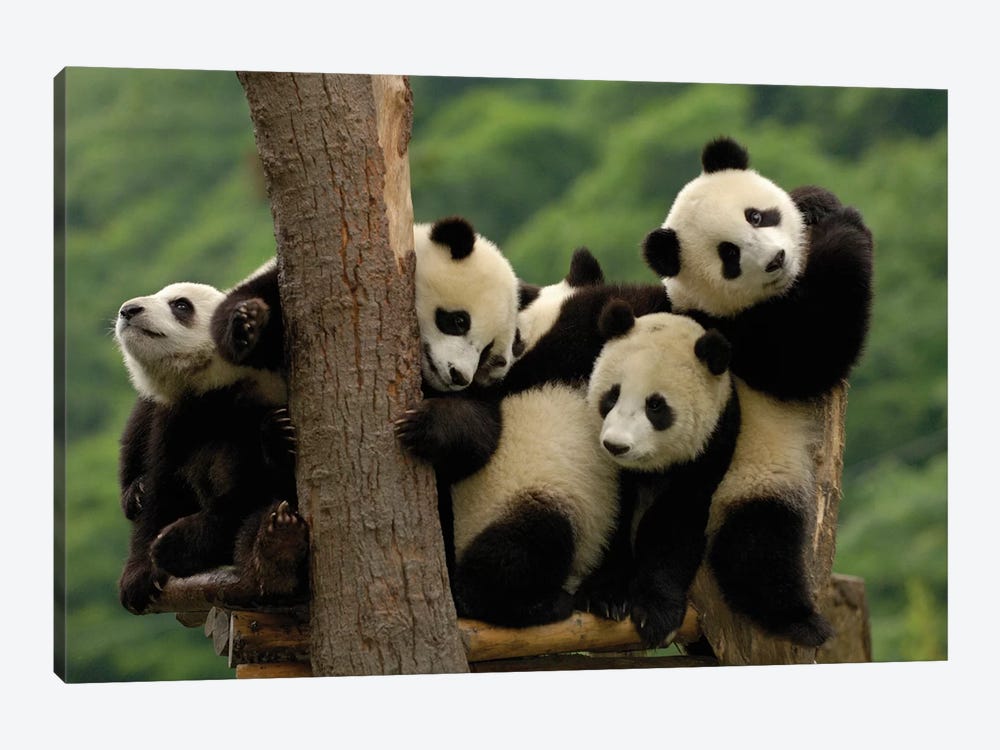 Giant Panda Babies, Wolong China Conservation And Research Center For The Giant Panda, Wolong Reserve, Sichuan Province by Pete Oxford 1-piece Art Print