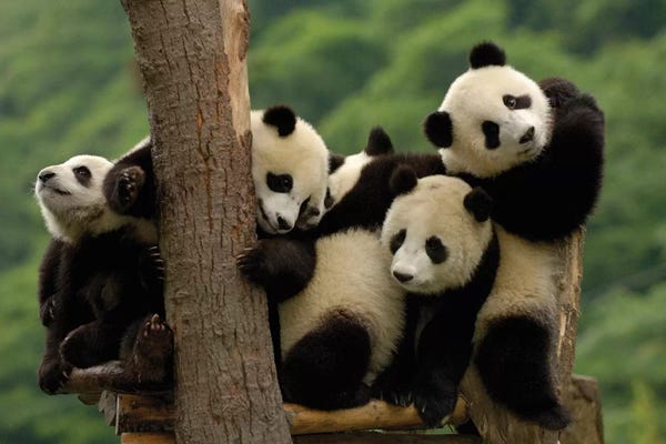 Pandas: Giant Panda Babies, Wolong China Conservation And Research Center For The Giant Panda, Wolong Reserve, Sichuan Province by Pete Oxford