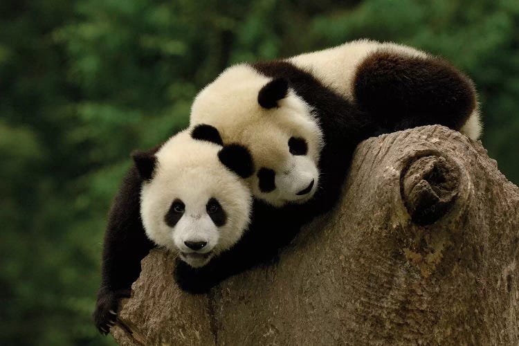 Giant Panda Babies, Conservation And Research Center For The Giant Panda, Wolong Reserve, Sichuan Province, China