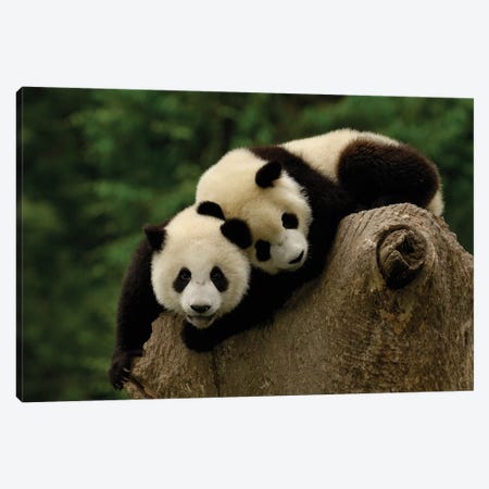 Giant Panda Babies, Conservation And Research Center For The Giant Panda, Wolong Reserve, Sichuan Province, China Canvas Print #POX43} by Pete Oxford Canvas Print