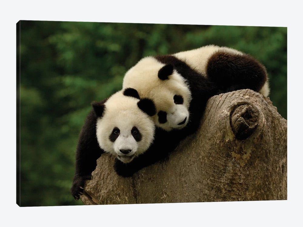 Giant Panda Babies, Conservation And Research Center For The Giant Panda, Wolong Reserve, Sichuan Province, China by Pete Oxford 1-piece Canvas Wall Art