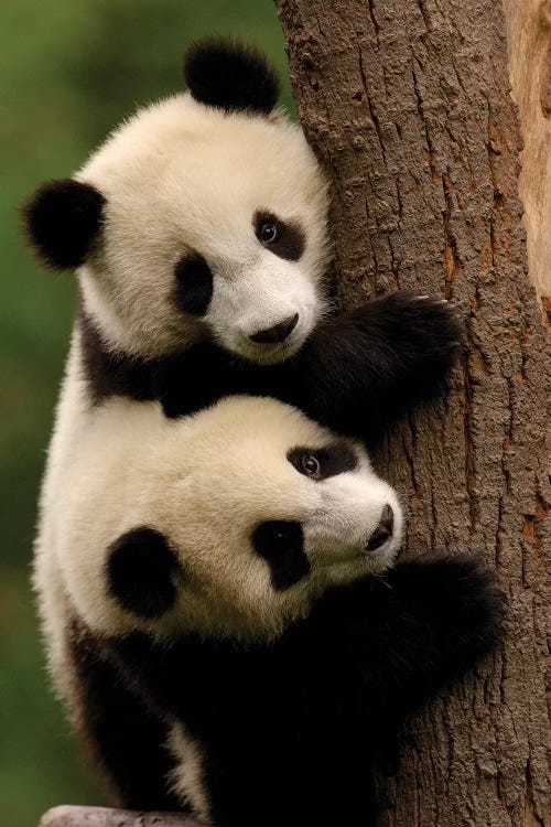 Giant Panda Babies, Conservation And Research Center For The Giant Panda Within Wolong Reserve, Sichuan Province, China