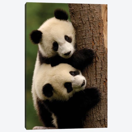 Giant Panda Babies, Conservation And Research Center For The Giant Panda Within Wolong Reserve, Sichuan Province, China Canvas Print #POX44} by Pete Oxford Canvas Artwork
