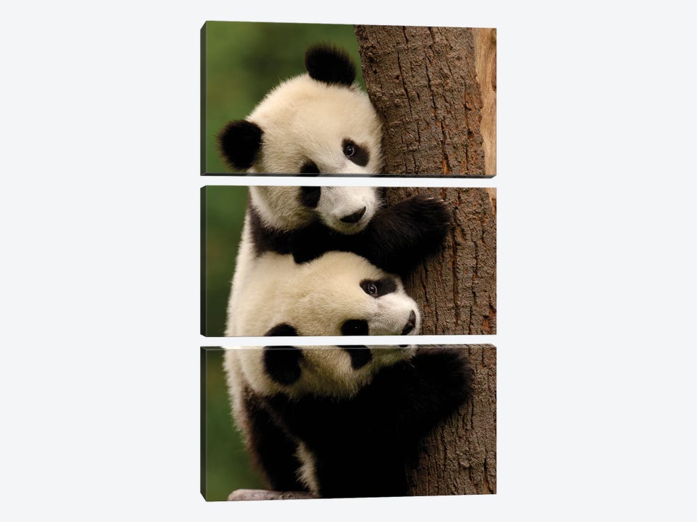 Giant Panda Babies, Conservation And Research Center For The Giant Panda Within Wolong Reserve, Sichuan Province, China by Pete Oxford 3-piece Canvas Print