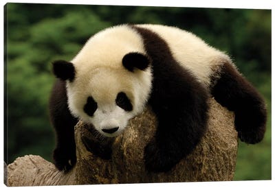 Giant Panda Baby, Conservation And Research Center For The Giant Panda, Wolong Reserve, Sichuan Province, China Canvas Art Print - Panda Art