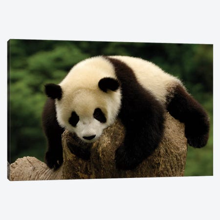 Giant Panda Baby, Conservation And Research Center For The Giant Panda, Wolong Reserve, Sichuan Province, China Canvas Print #POX45} by Pete Oxford Canvas Art