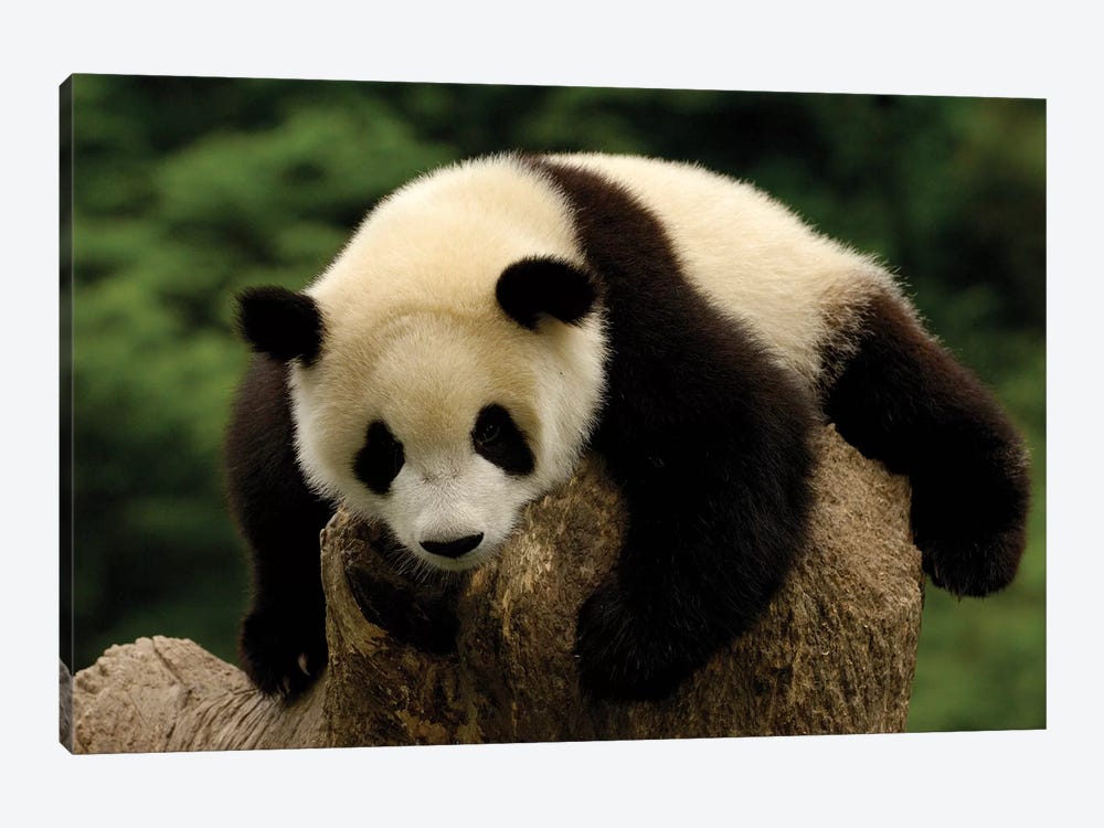 Giant Panda Baby, Conservation And Research Center For The Giant Panda, Wolong Reserve, Sichuan Province, China by Pete Oxford 1-piece Canvas Wall Art